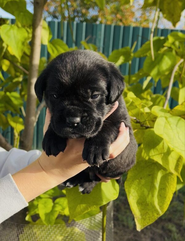 Dart Cane Corso