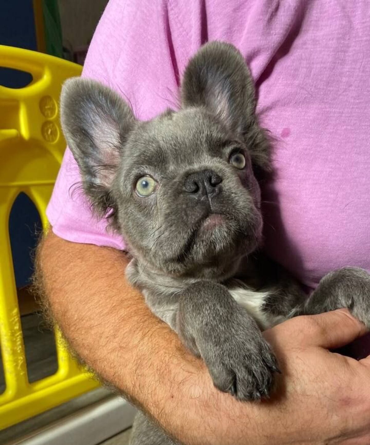 Fluffy French Bulldog Dogs and Puppies for sale