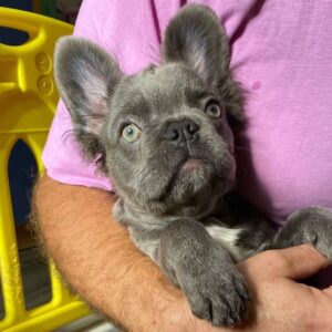 Darta Fluffy French Bulldog
