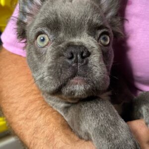 Darta Fluffy French Bulldog