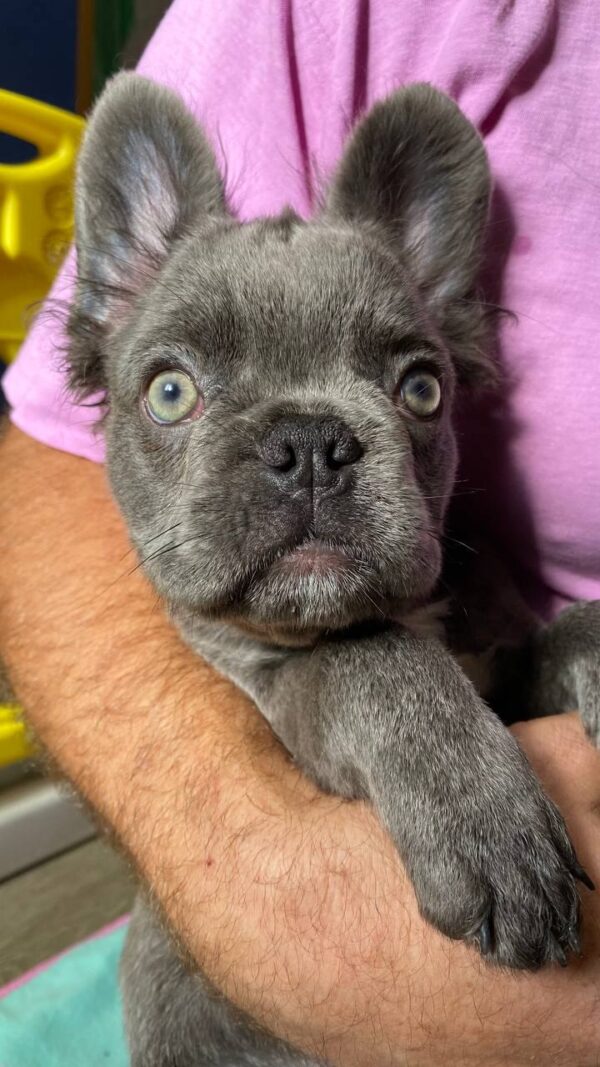 Darta Fluffy French Bulldog