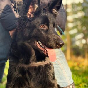 Dash German Shepherd