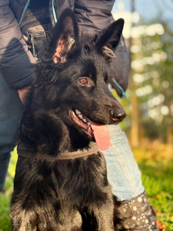 Dash German Shepherd
