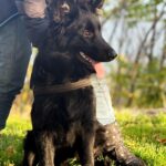 Dash-male-German-Shepherd-puppy-for-sale-2
