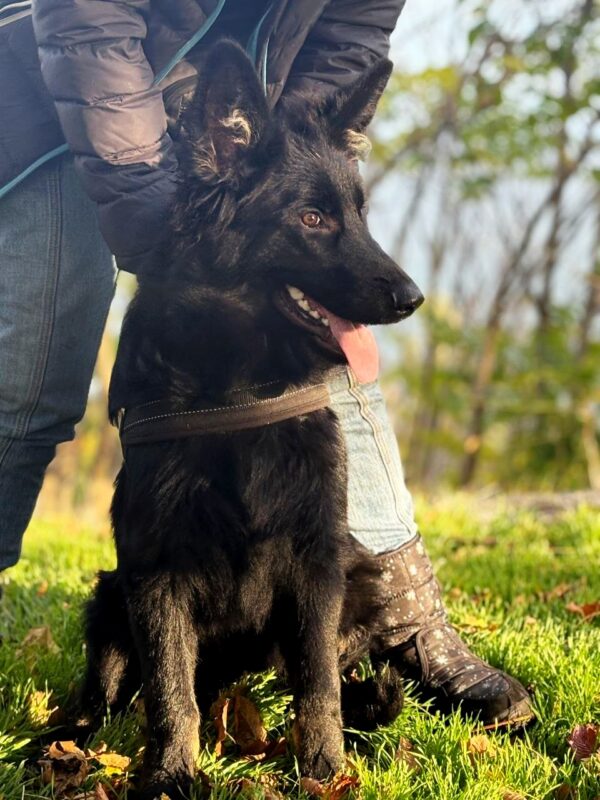Dash German Shepherd