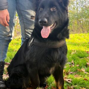 Dash German Shepherd