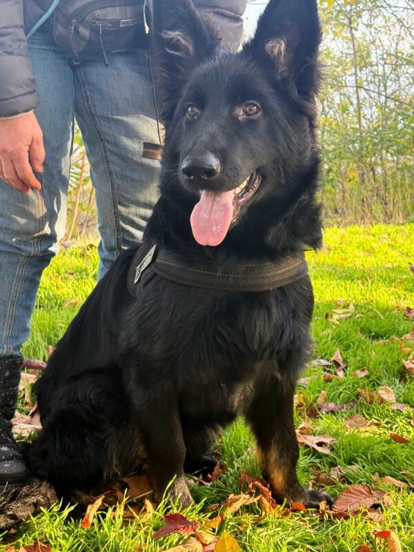 Dash German Shepherd