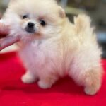Dars Pomeranian