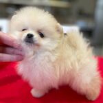 Dayana-female-Pomeranian-puppy-for-sale-2