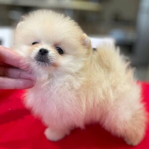 Dayana Pomeranian
