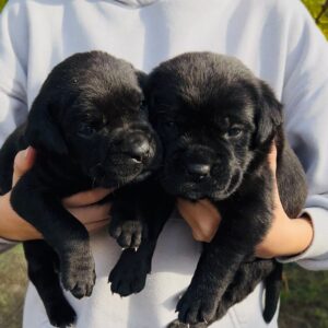 Demian and Ditrus Cane Corso
