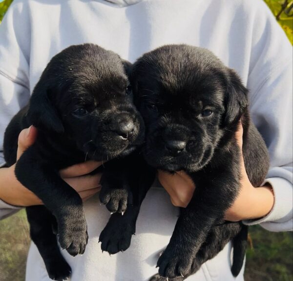 Demian and Ditrus Cane Corso