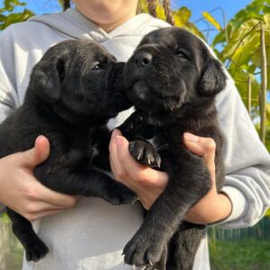 Demian and Ditrus Cane Corso