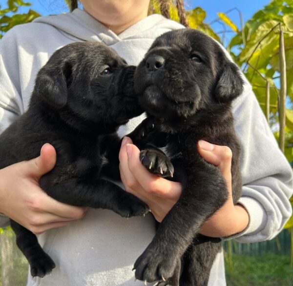 Demian and Ditrus Cane Corso