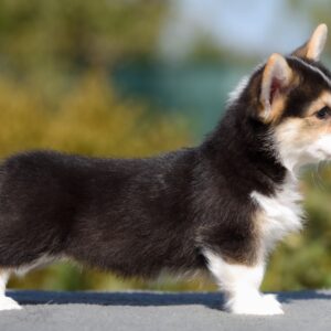 Dhaka Welsh Corgi