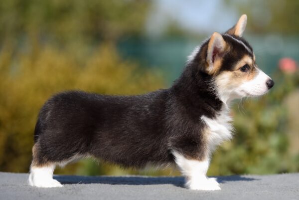 Dhaka Welsh Corgi