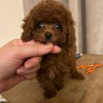 Diana-female-Poodle-puppy-for-sale-1