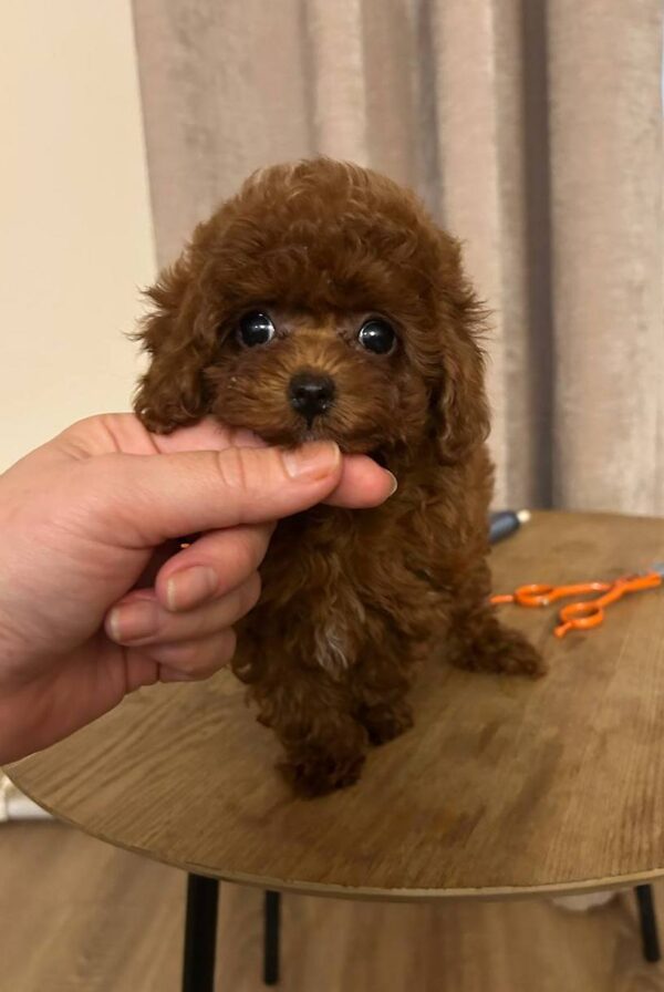 Diana Toy Poodle