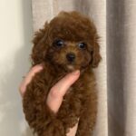 Diana-female-Poodle-puppy-for-sale-2