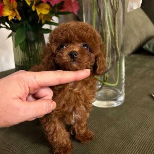 Diana Toy Poodle
