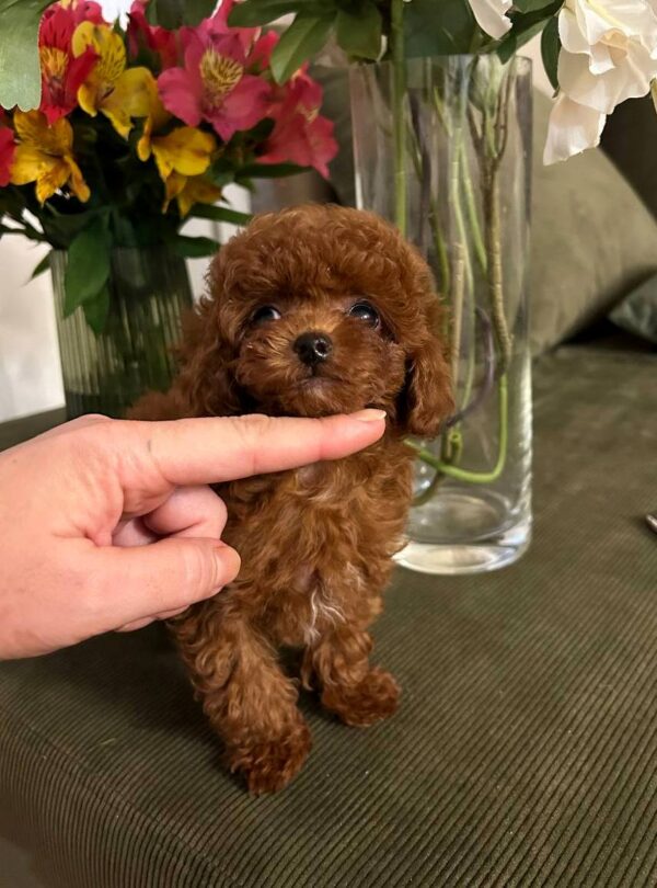 Diana Toy Poodle