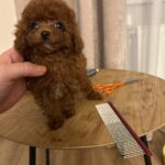 Diana-female-Poodle-puppy-for-sale-4