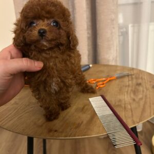 Diana Toy Poodle