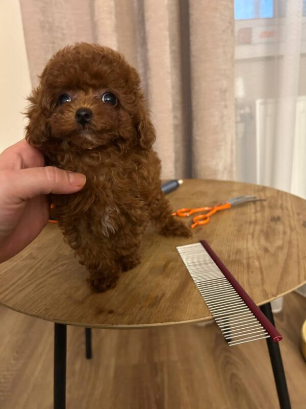 Diana Toy Poodle