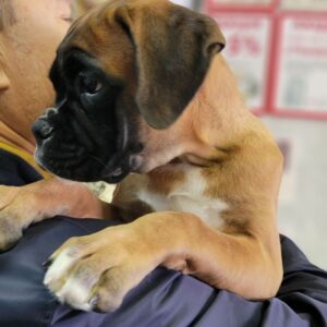 Diassa Boxer