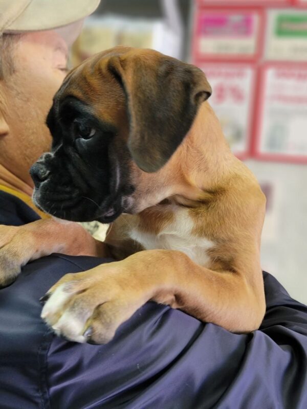Diassa Boxer