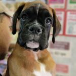 Diassa-female-Boxer-puppy-for-sale-2