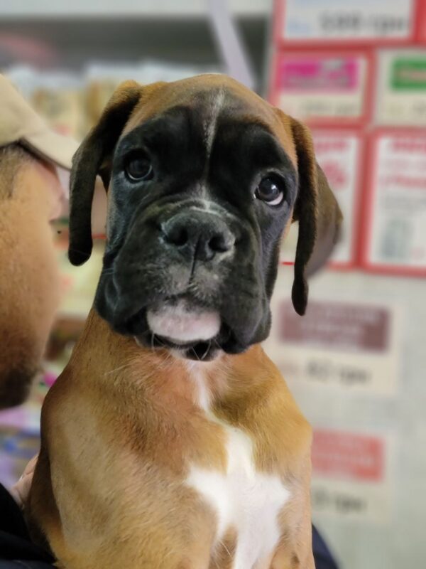 Diassa Boxer