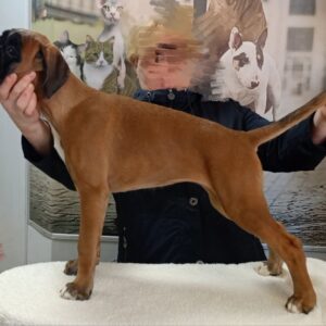 Diassa Boxer