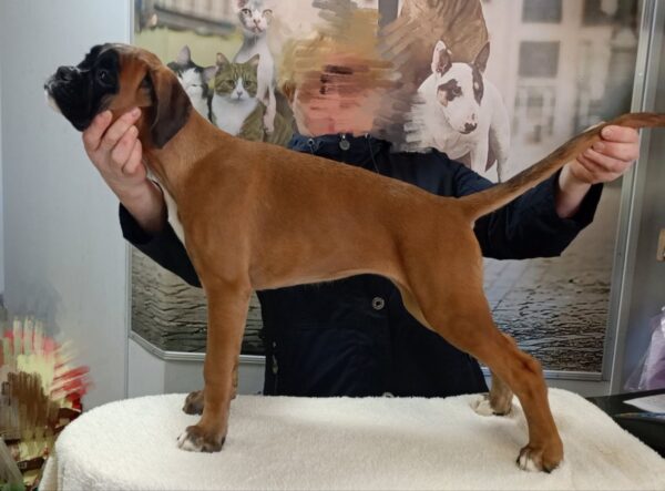 Diassa Boxer