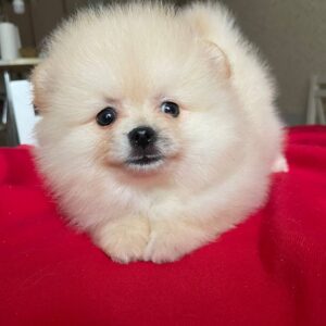 Dina Pomeranian