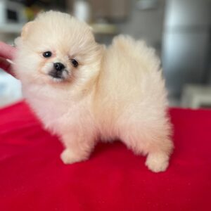 Dina Pomeranian