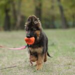Dixie-female-German-shepherd-puppy-for-sale-1 (2)