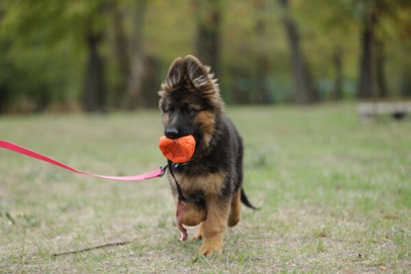 Dixie German Shepherd