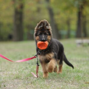 Dixie German Shepherd