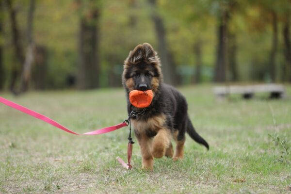 Dixie German Shepherd