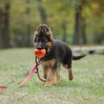 Dixie-female-German-shepherd-puppy-for-sale-1 (4)