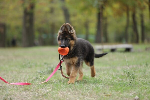 Dixie German Shepherd