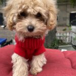 Dolly-female-maltipoo-puppy-for-sale-1 (1)