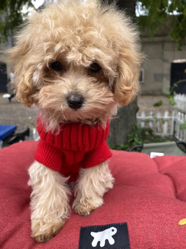 Dolly Maltipoo