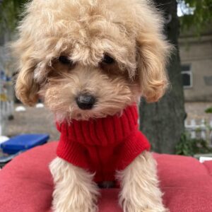 Dolly Maltipoo