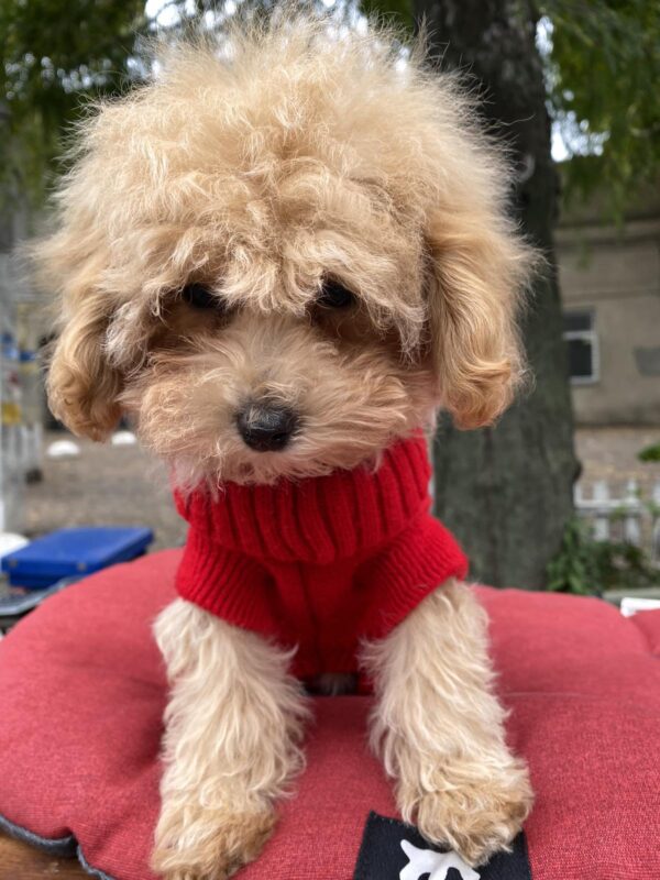 Dolly Maltipoo