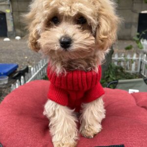 Dolly Maltipoo