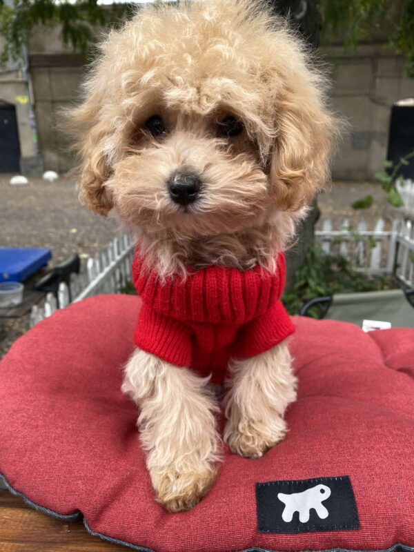 Dolly Maltipoo