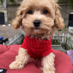 Douglas Maltipoo