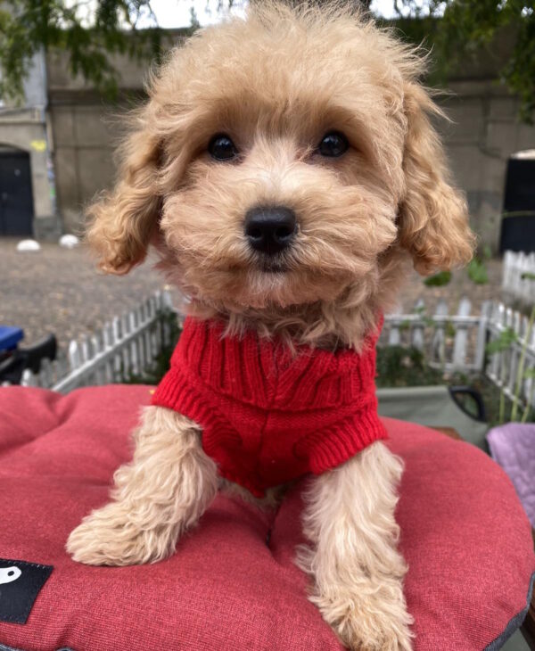 Douglas Maltipoo